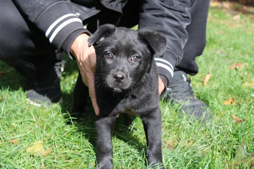 Hinata, female puppy Mixed Breed for adoption at Ein Herz für Streuner e.V., München