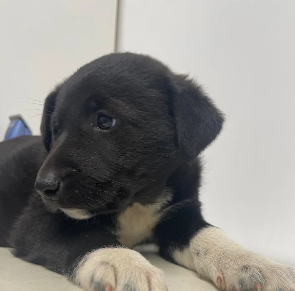 Hiwa, puppy Mixed Breed for adoption at Ein Herz für Streuner e.V., München