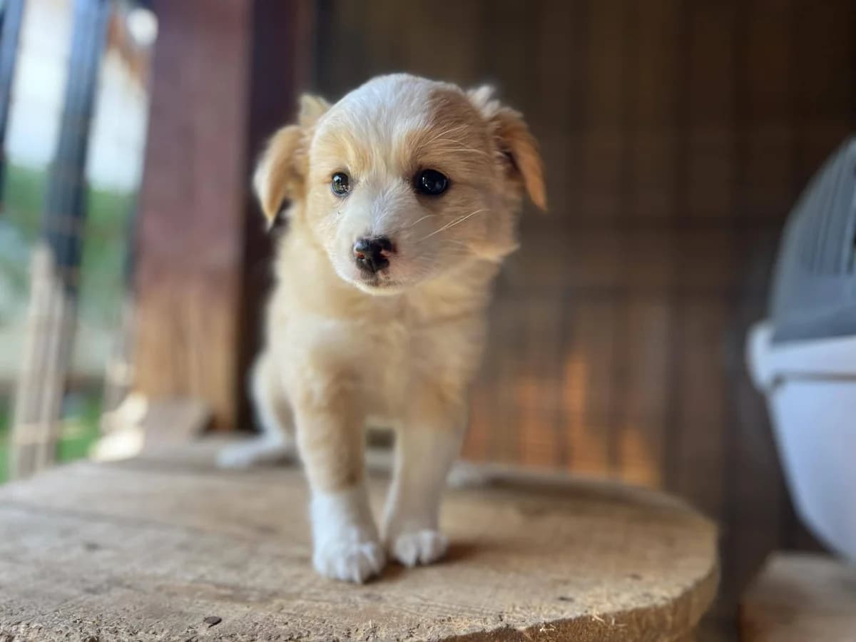 Hiwa, female puppy Mixed Breed for adoption at Ein Herz für Streuner e.V., München