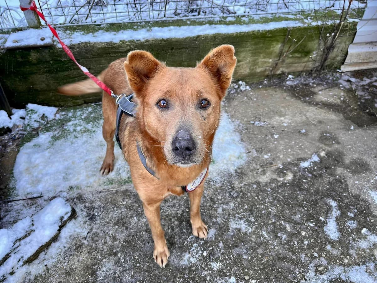 Hjarta, female 5yo Mixed Breed for adoption at Ein Herz für Streuner e.V., München