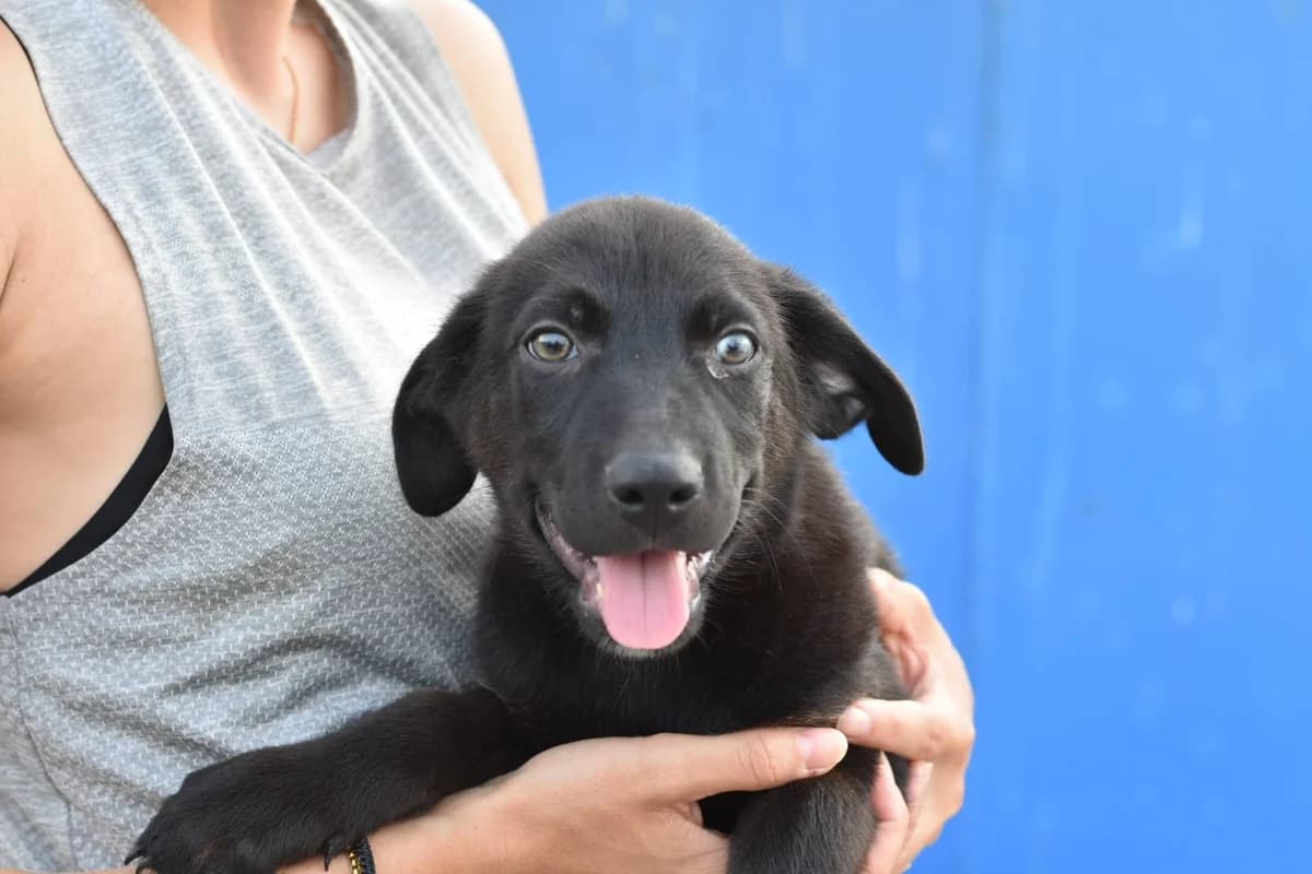 Hobbs, male puppy Mixed Breed for adoption at Ein Herz für Streuner e.V., München