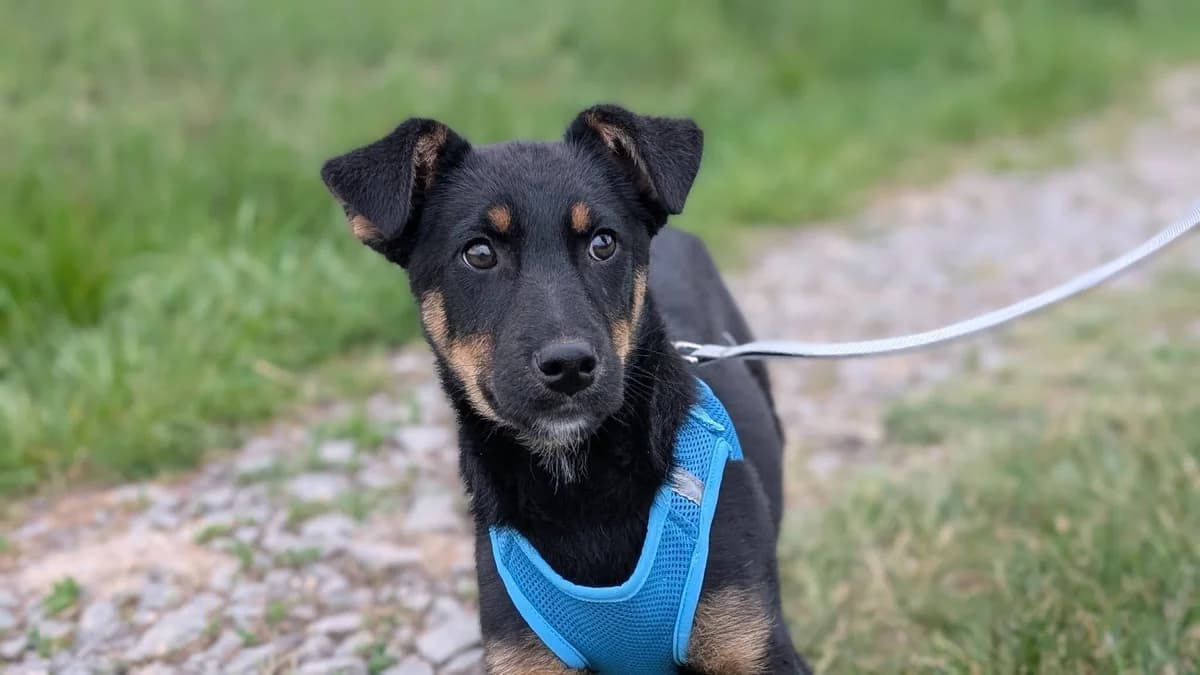 Hoche, male puppy Mixed Breed for adoption at Ein Herz für Streuner e.V., München