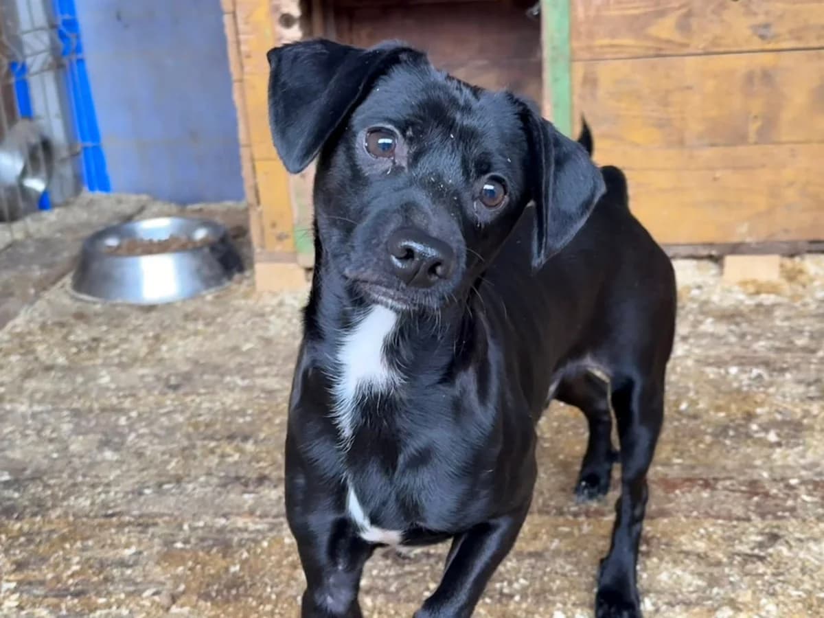 Hodi, weiß male 5yo Mixed Breed for adoption at Ein Herz für Streuner e.V., München