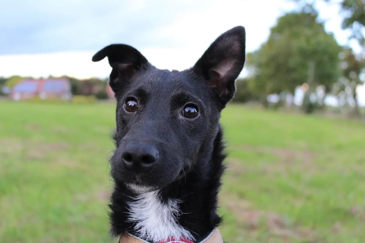 Holly, female young Mixed Breed for adoption at Ein Herz für Streuner e.V., München