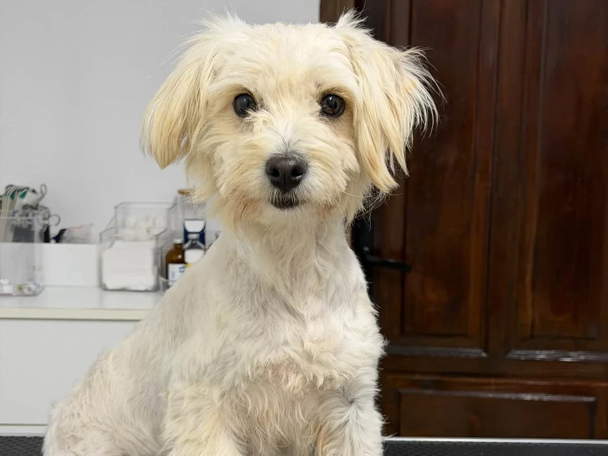 Holly, weiß female young Mixed Breed for adoption at Ein Herz für Streuner e.V., München
