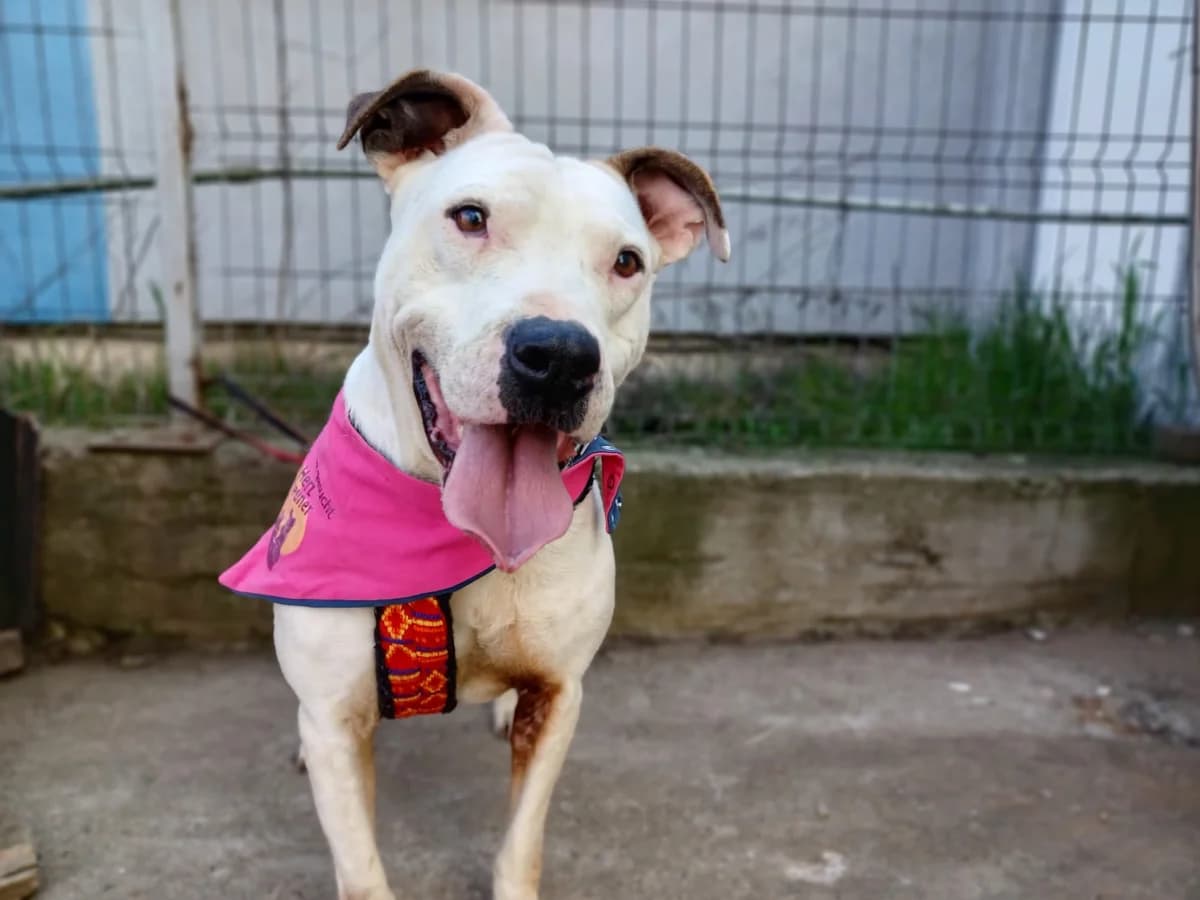 Holly, female 3yo Mixed Breed for adoption at Ein Herz für Streuner e.V., München