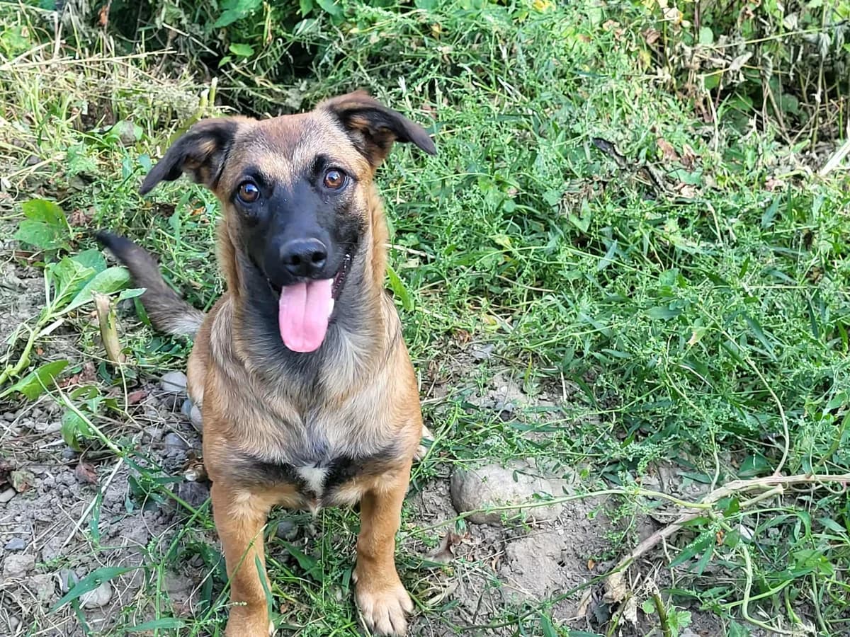 Holly, female puppy Mixed Breed for adoption at Ein Herz für Streuner e.V., München