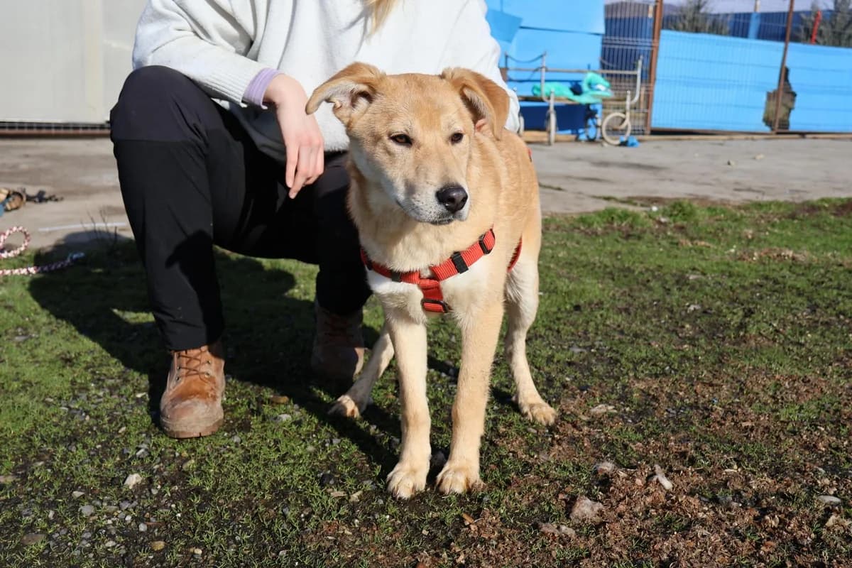 Holly, female puppy Mixed Breed for adoption at Ein Herz für Streuner e.V., München