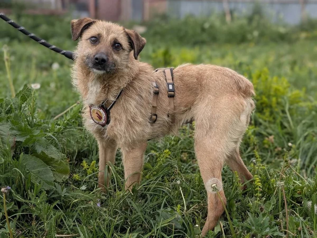 Holly, female 7yo Mixed Breed for adoption at Ein Herz für Streuner e.V., München