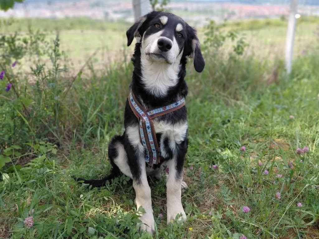 Holly Golighty, female puppy Mixed Breed for adoption at Ein Herz für Streuner e.V., München