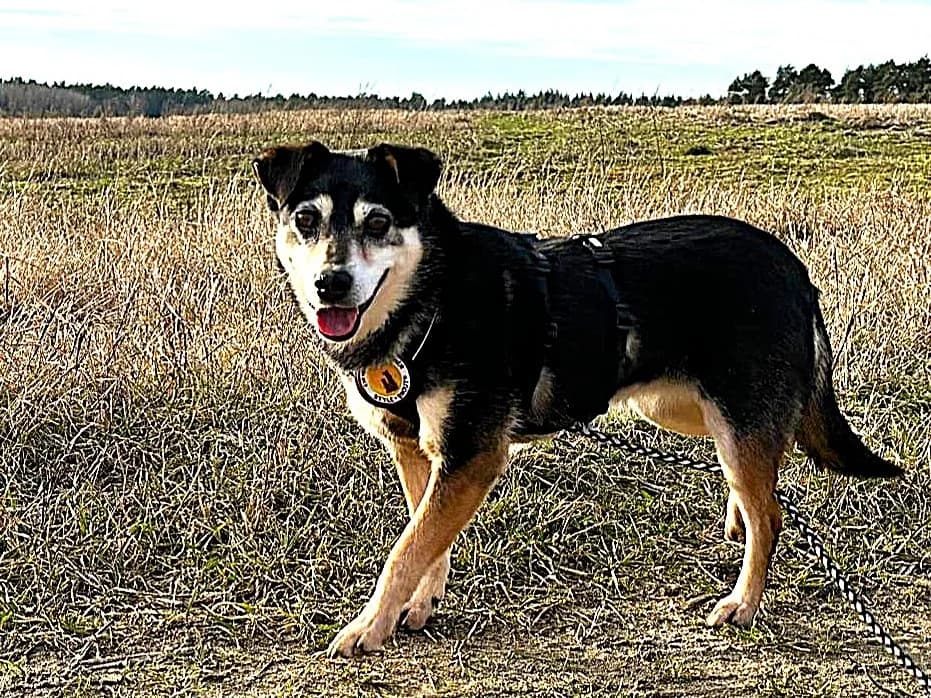 Holly Wood, female senior Mixed Breed for adoption at Ein Herz für Streuner e.V., München