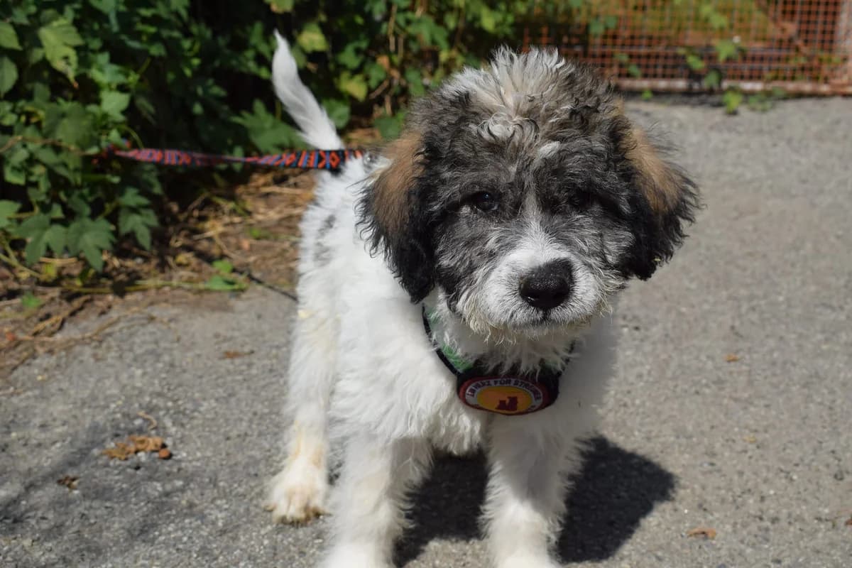 Holmes, male puppy Mixed Breed for adoption at Ein Herz für Streuner e.V., München