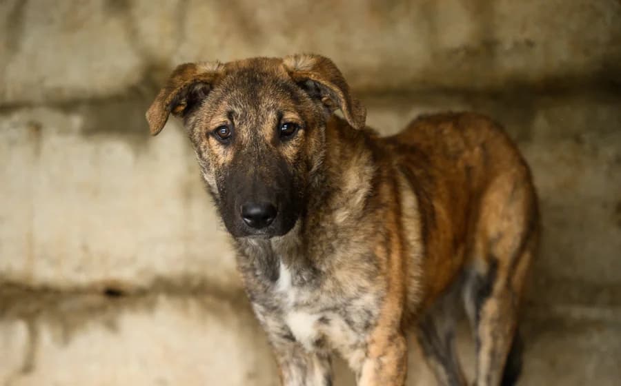 Homer, male puppy Mixed Breed for adoption at Ein Herz für Streuner e.V., München