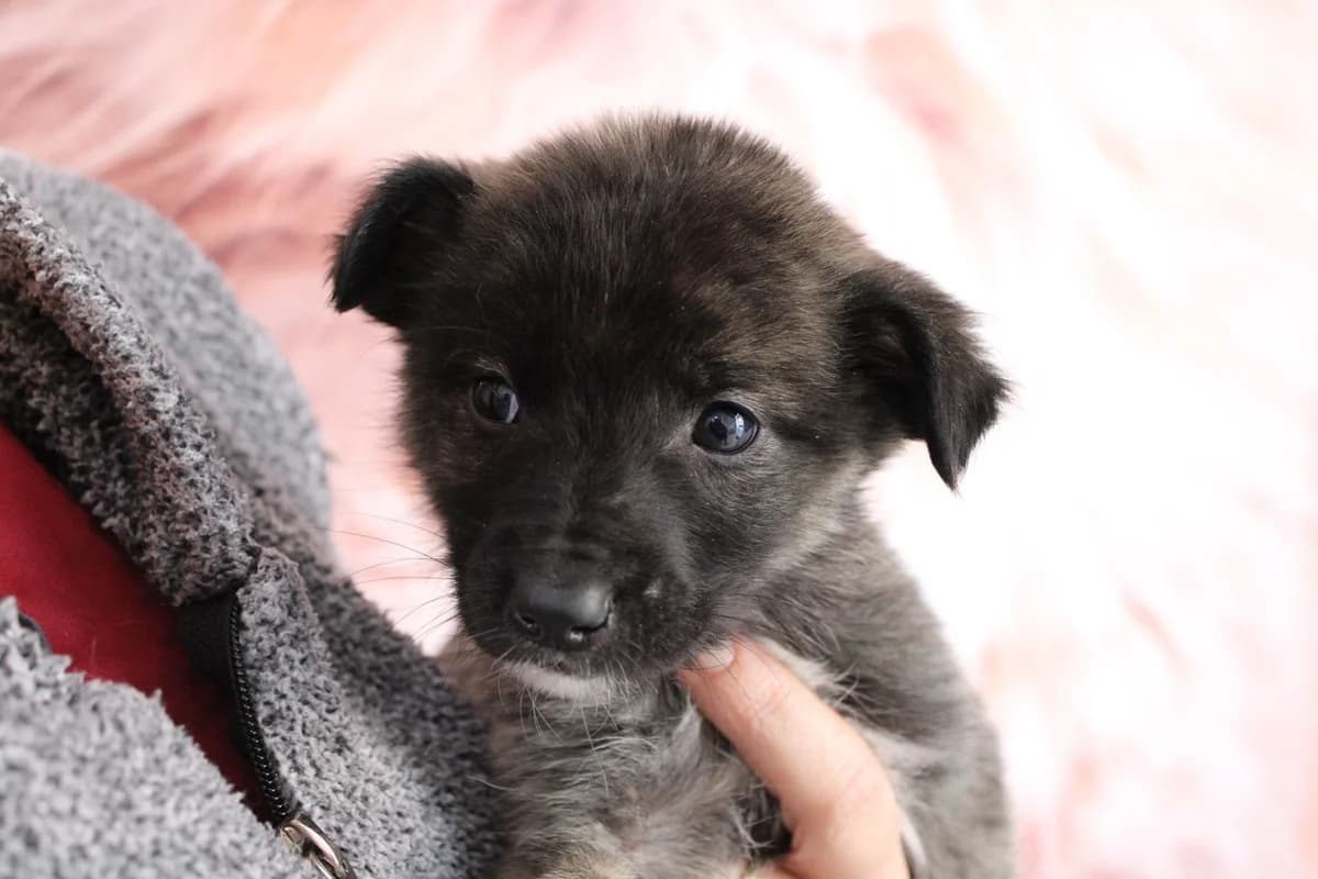 Hondo, weiß male puppy Mixed Breed for adoption at Ein Herz für Streuner e.V., München