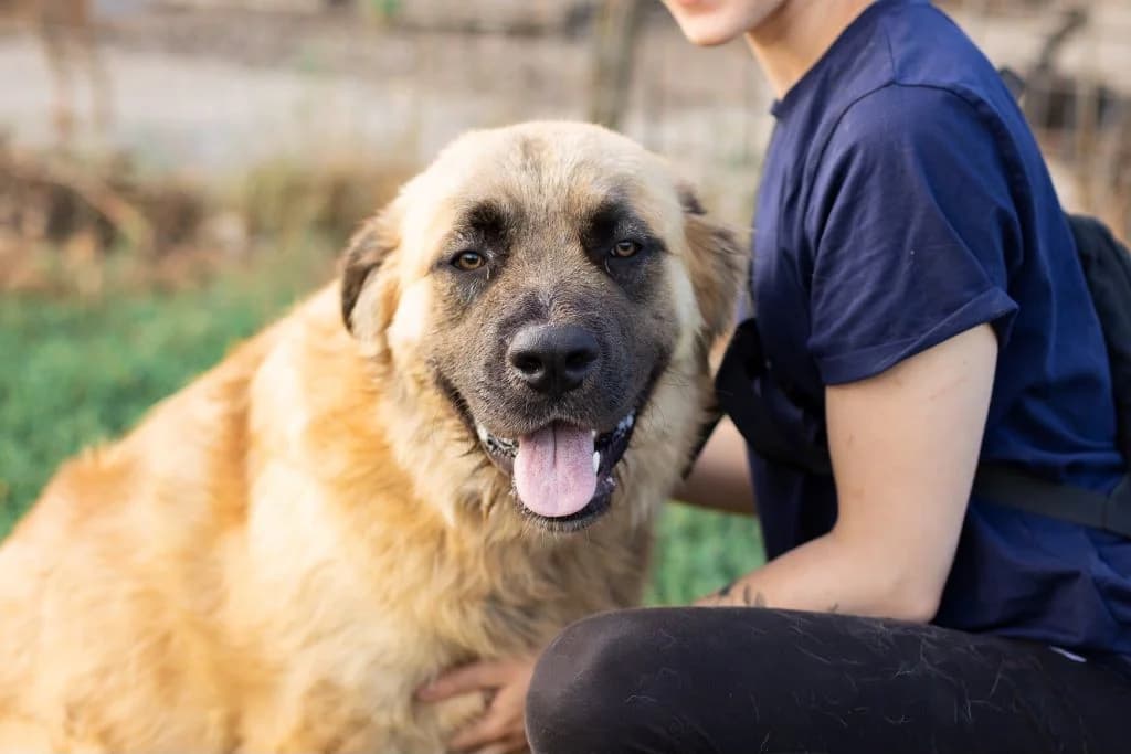 Honey, male young Mixed Breed for adoption at Ein Herz für Streuner e.V., München