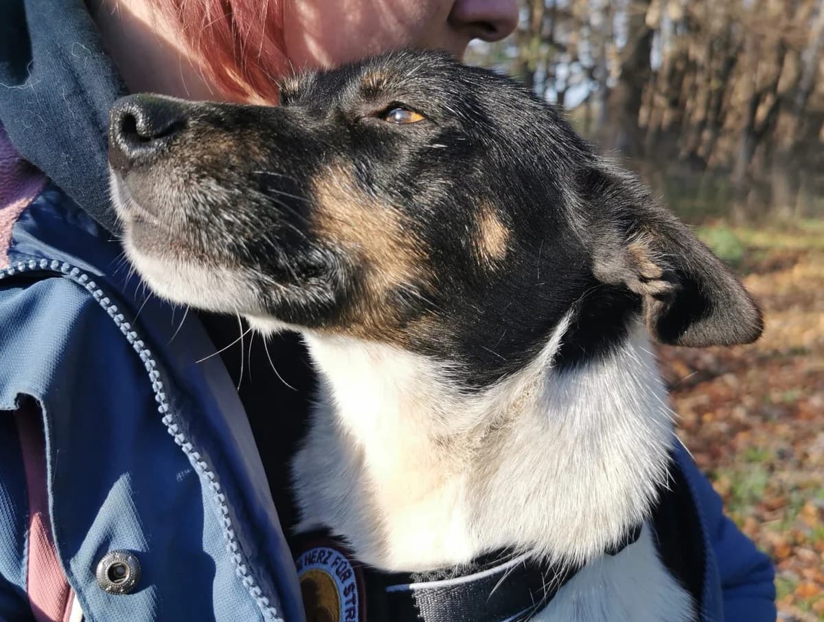 Honey, female young Mixed Breed for adoption at Ein Herz für Streuner e.V., München