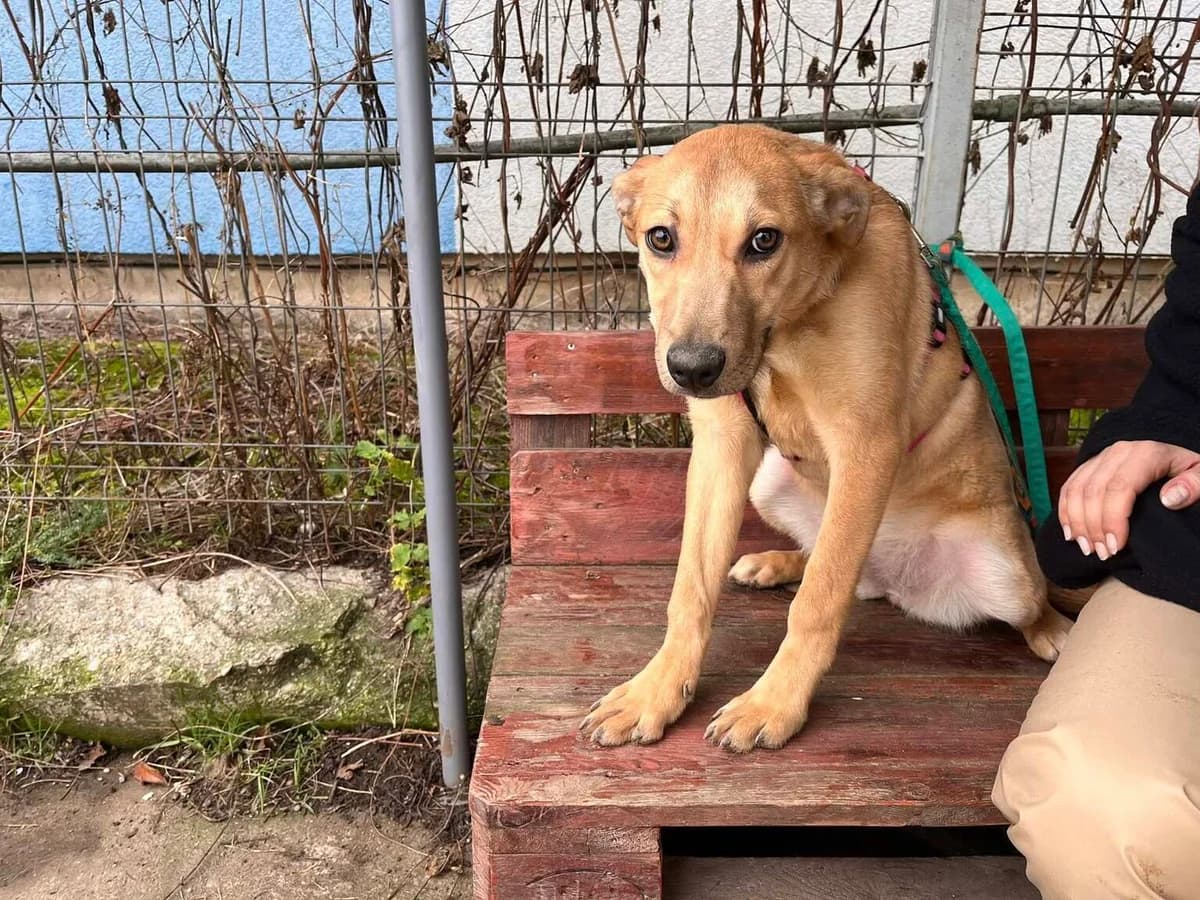 Honey, female puppy Mixed Breed for adoption at Ein Herz für Streuner e.V., München