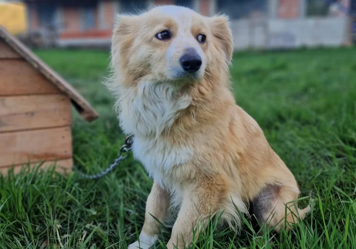 Honey, female 6yo Mixed Breed for adoption at Ein Herz für Streuner e.V., München