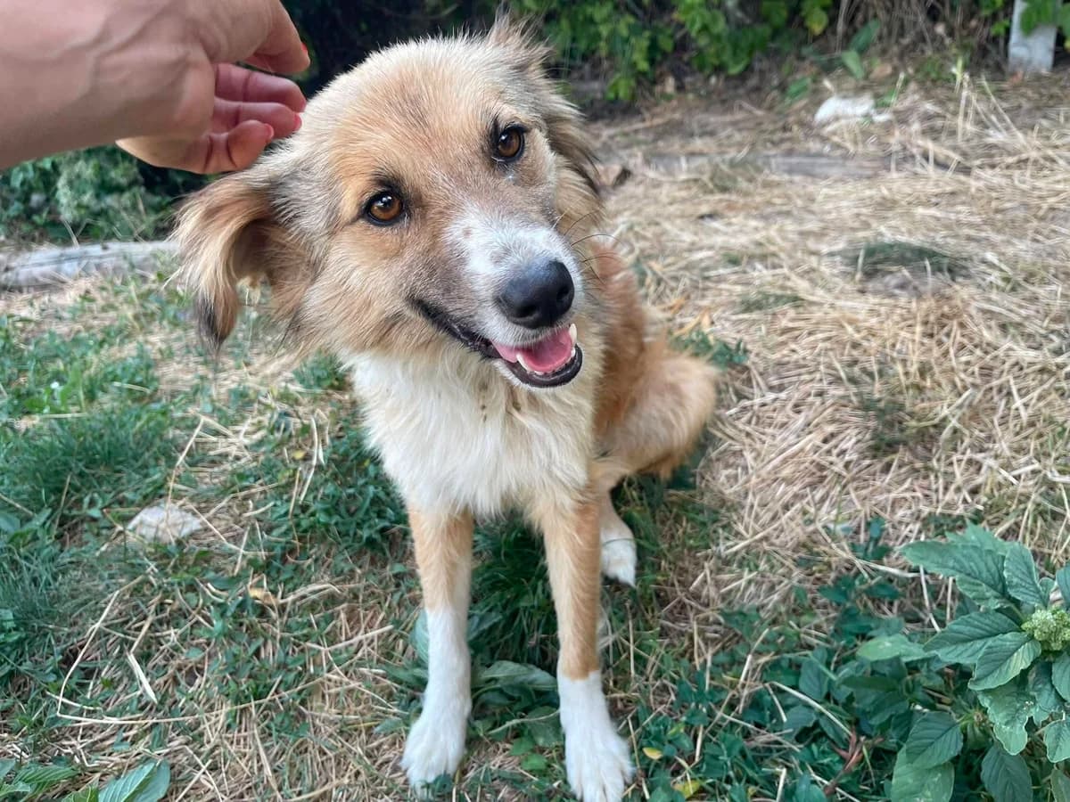 Honey, female 6yo Mixed Breed for adoption at Ein Herz für Streuner e.V., München