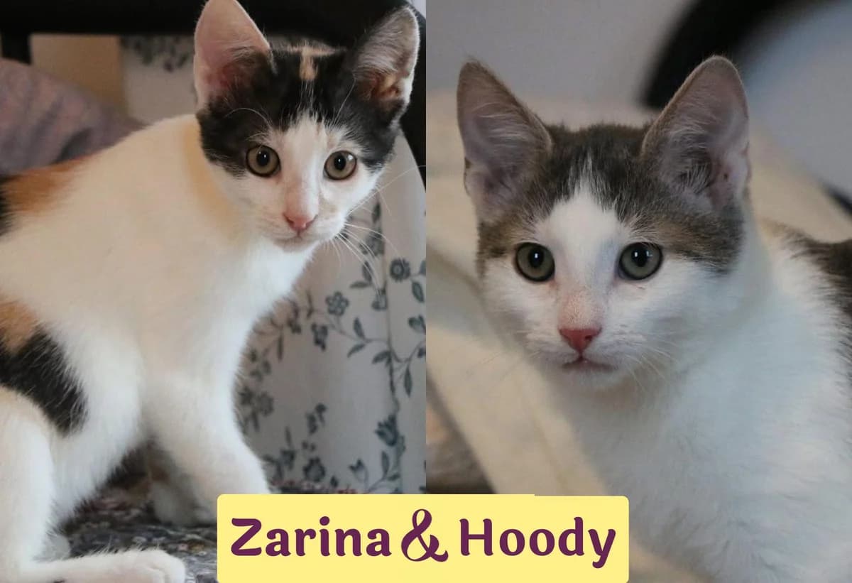 Hoody&Zarina, female Mixed Breed for adoption at Ein Herz für Streuner e.V.