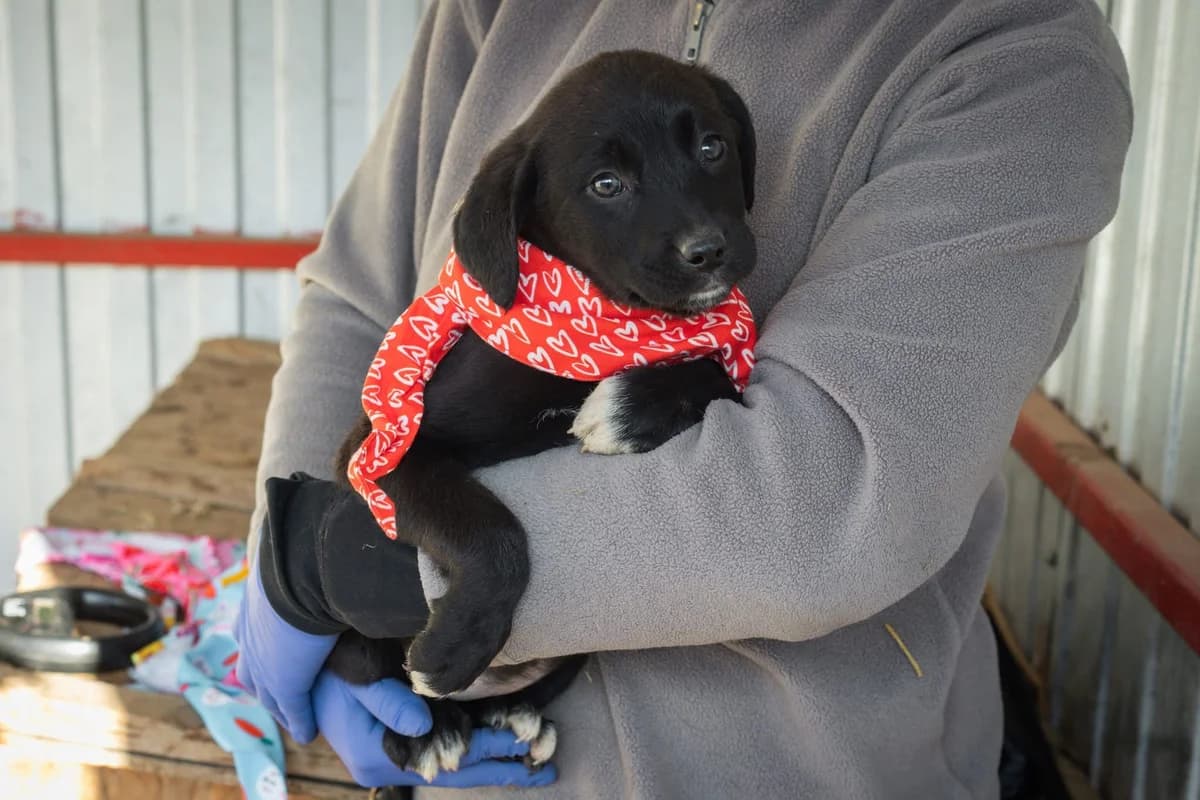 Ho’Olana, weiß female puppy Mixed Breed for adoption at Ein Herz für Streuner e.V., München