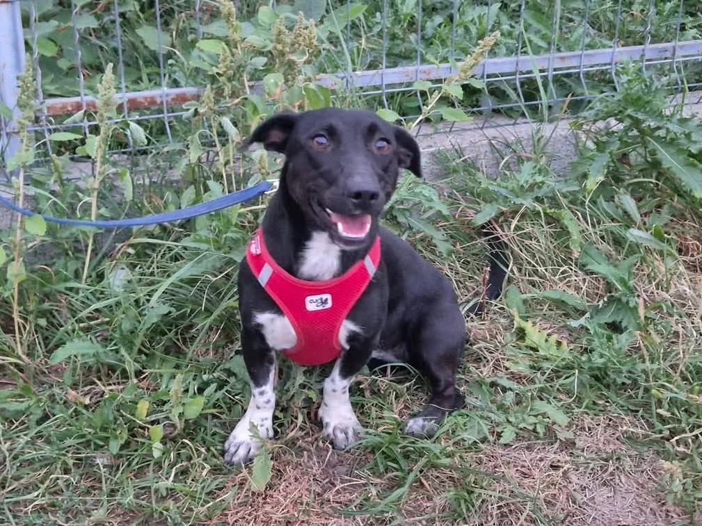 Hoop, female young Mixed Breed for adoption at Ein Herz für Streuner e.V., München
