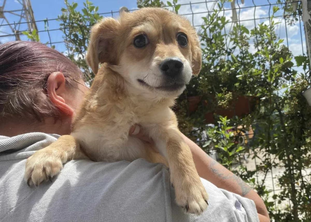 Hope, female puppy Mixed Breed for adoption at Ein Herz für Streuner e.V., München