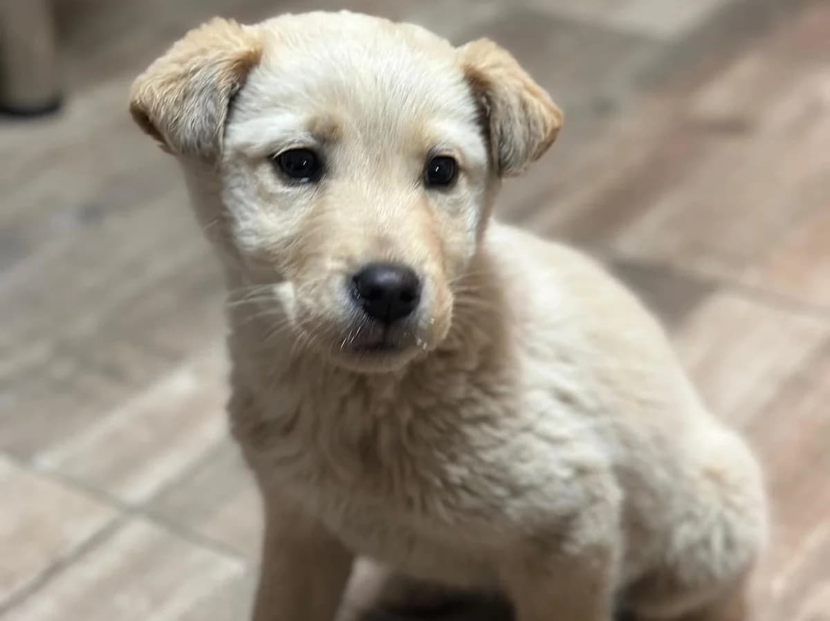 Hope, female puppy Mixed Breed for adoption at Ein Herz für Streuner e.V., München