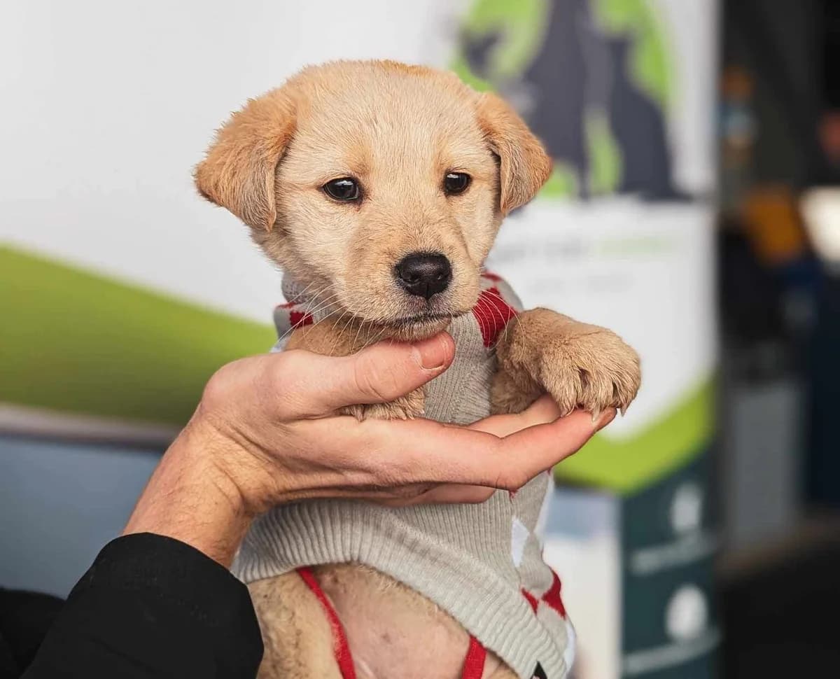 Hope, female puppy Mixed Breed for adoption at Ein Herz für Streuner e.V., München