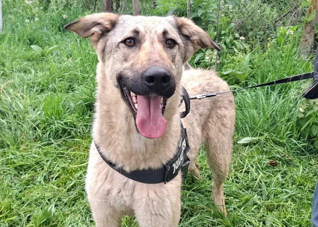 Hope, female young Mixed Breed for adoption at Ein Herz für Streuner e.V., München