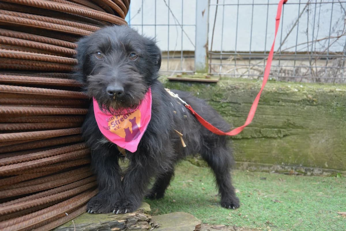Hoppi, female puppy Mixed Breed for adoption at Ein Herz für Streuner e.V., München