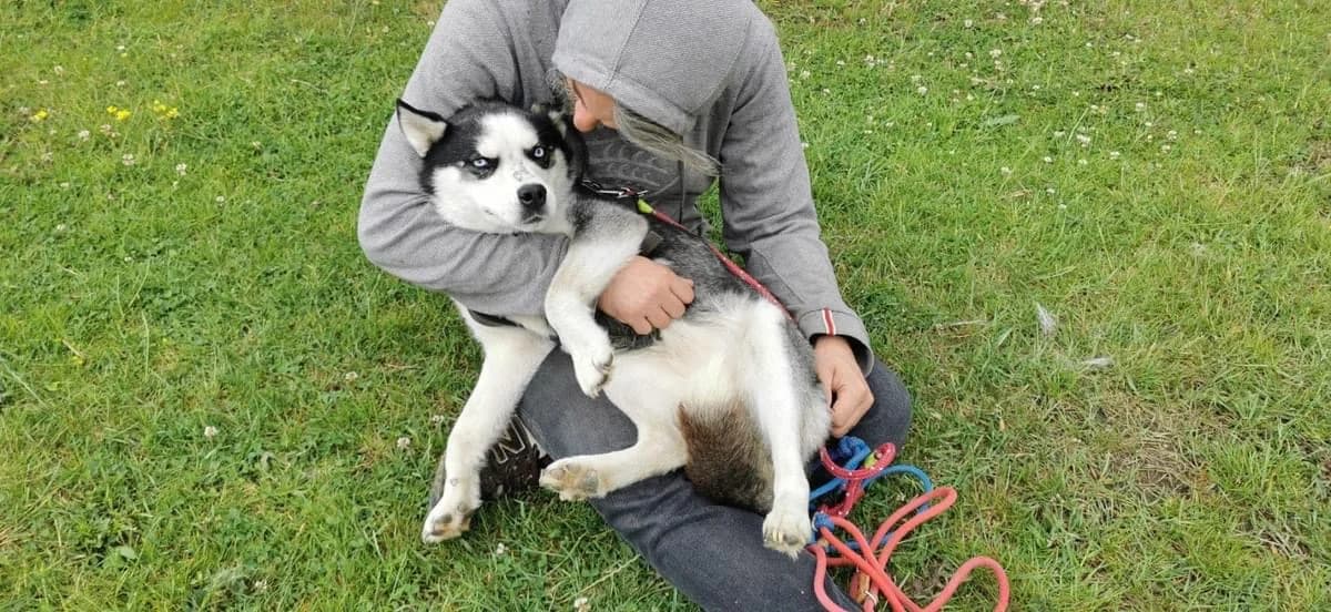 Horizon, female 3yo Mixed Breed for adoption at Ein Herz für Streuner e.V., München
