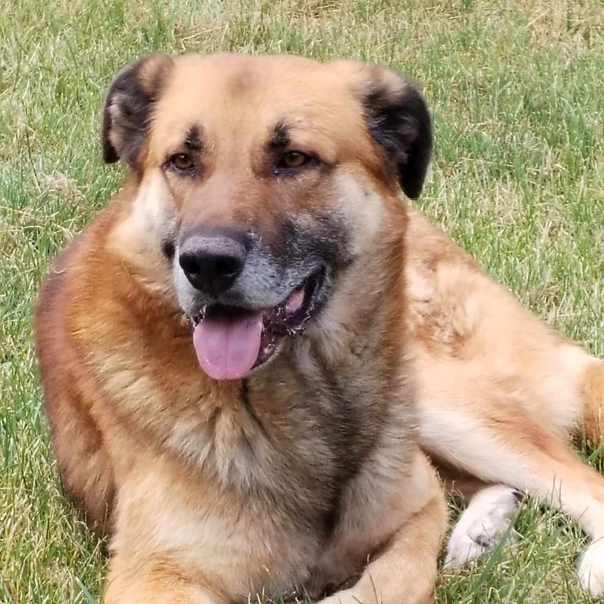 Horst, male 7yo Mixed Breed for adoption at Ein Herz für Streuner e.V., München