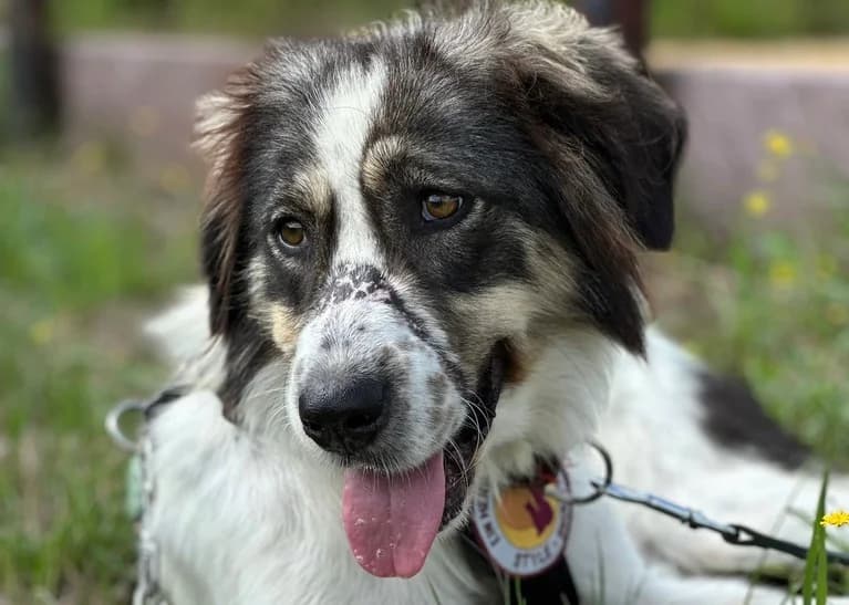 Hoshi, female 5yo Mixed Breed for adoption at Ein Herz für Streuner e.V., München