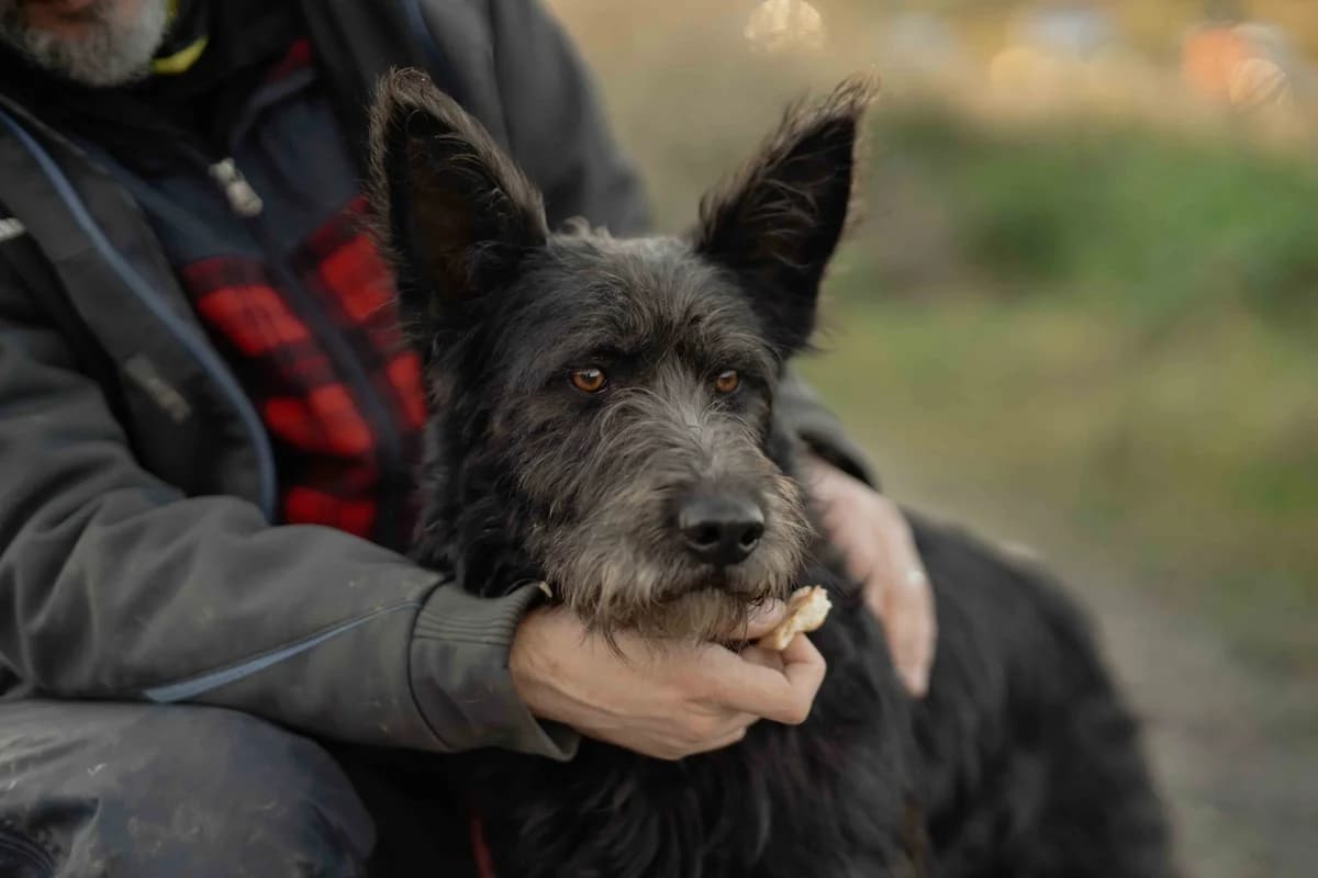 Houdini, male young Mixed Breed for adoption at Ein Herz für Streuner e.V., München