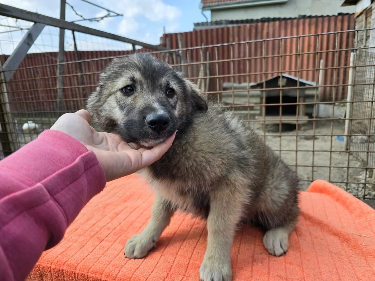 Howard, male puppy Mixed Breed for adoption at Ein Herz für Streuner e.V., München