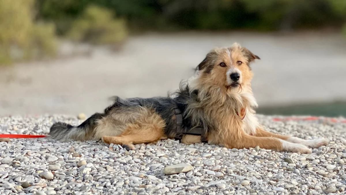 Hubbabubba, male 5yo Mixed Breed for adoption at Ein Herz für Streuner e.V., München