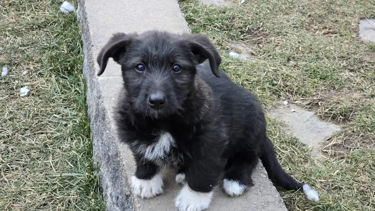 Hubert, weiß male puppy Mixed Breed for adoption at Ein Herz für Streuner e.V., München