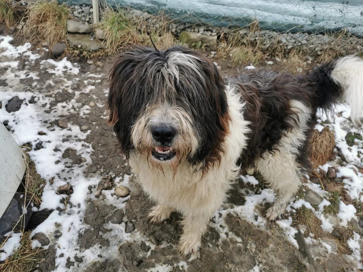 Hubert, gold male young Mixed Breed for adoption at Ein Herz für Streuner e.V., München