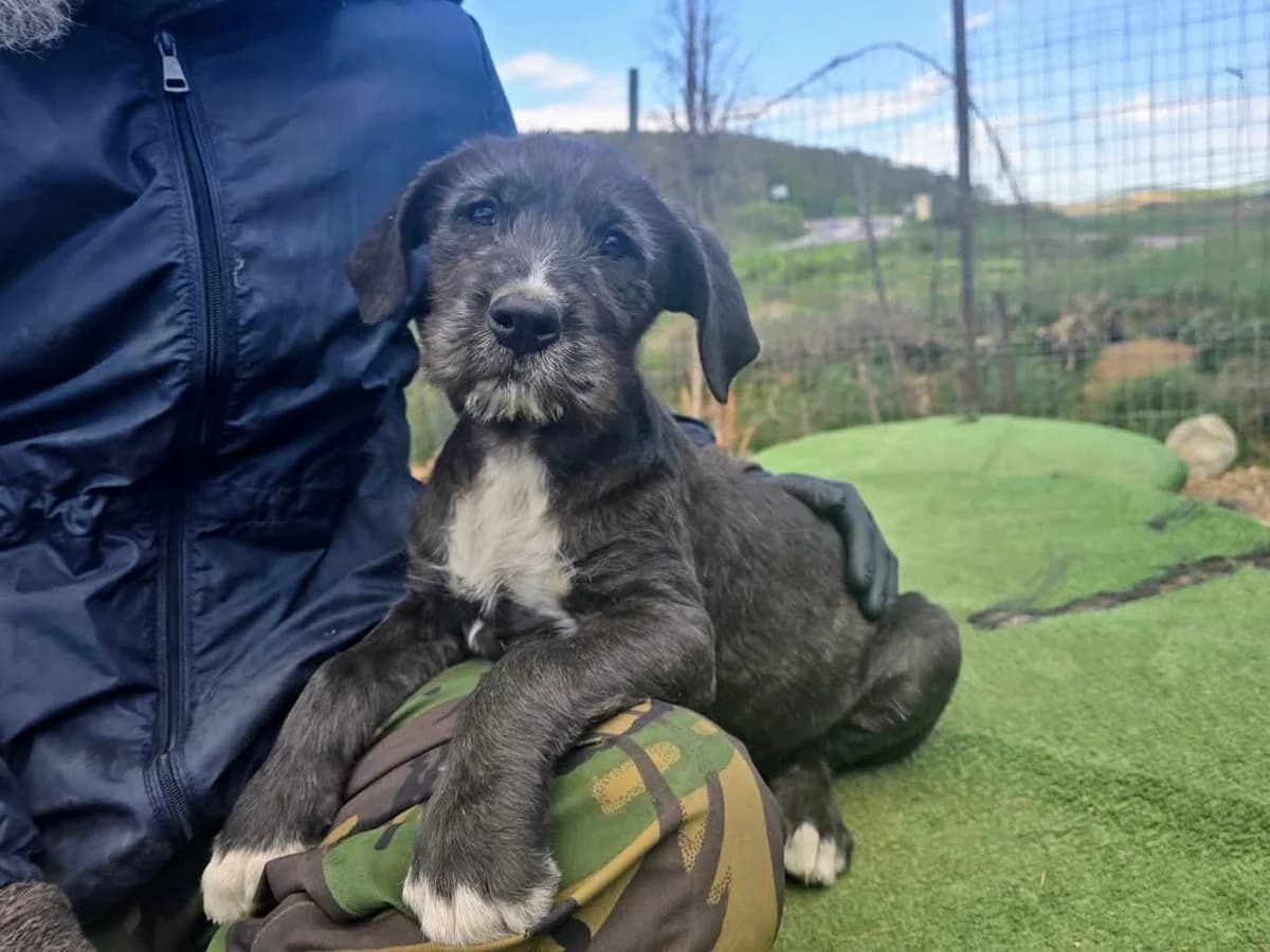Hubert, merle male puppy Mixed Breed for adoption at Ein Herz für Streuner e.V., München
