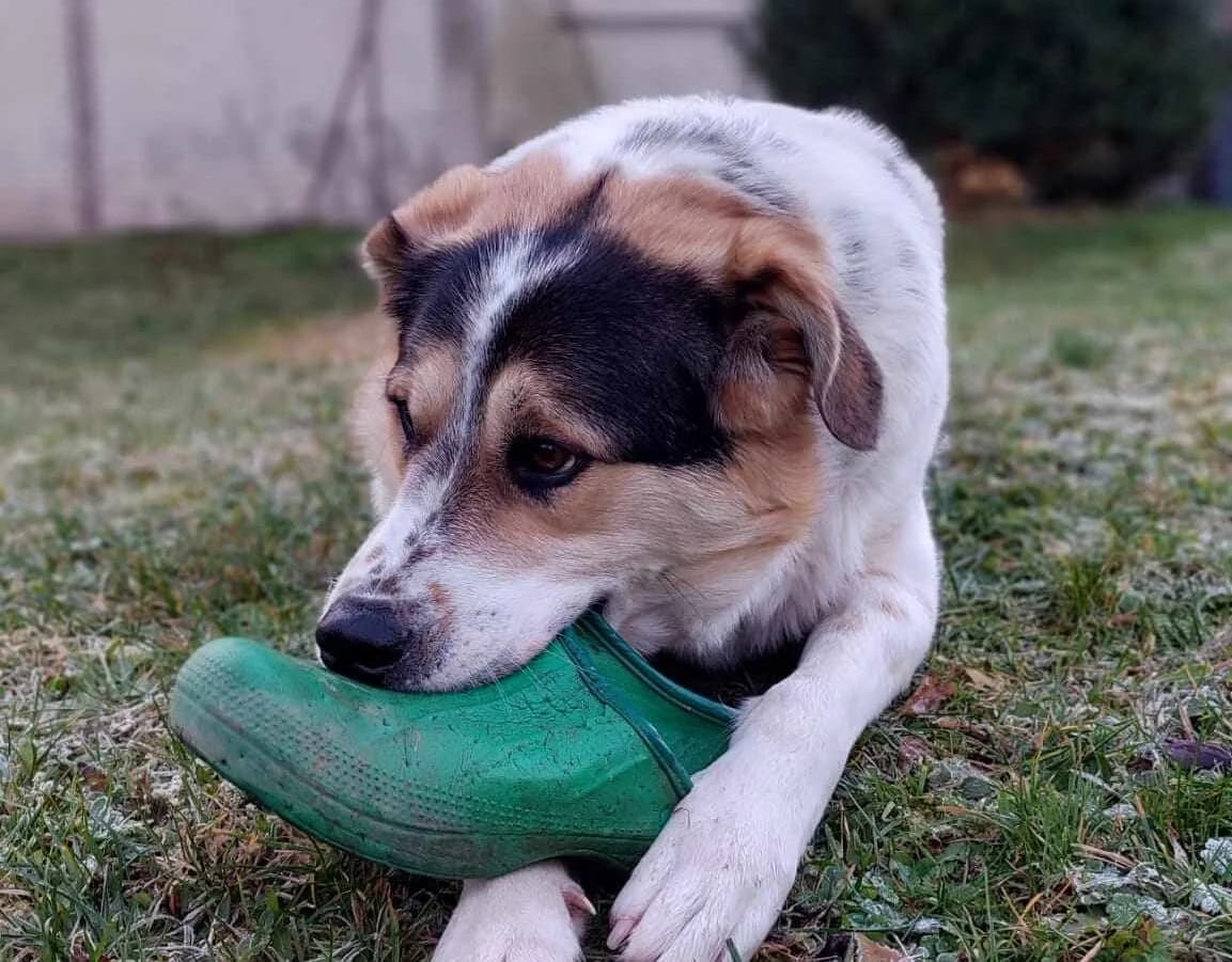Huckleberry Finn, weiß male 3yo Mixed Breed for adoption at Ein Herz für Streuner e.V., München
