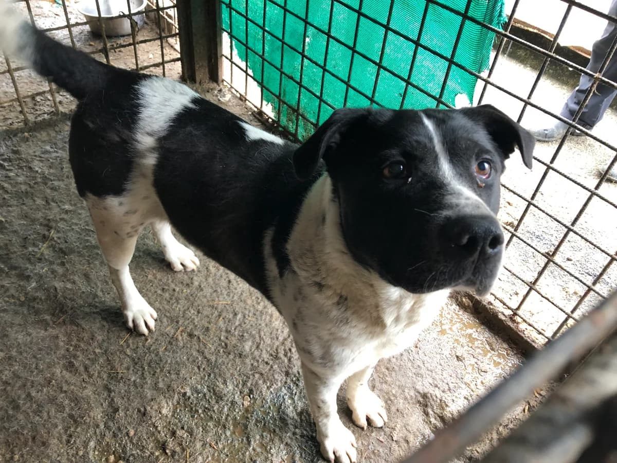Hudson, schwarz male 5yo Mixed Breed for adoption at Ein Herz für Streuner e.V., München