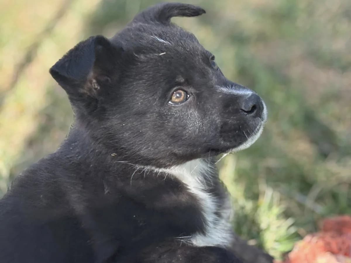 Huggy, female puppy Mixed Breed for adoption at Ein Herz für Streuner e.V., München