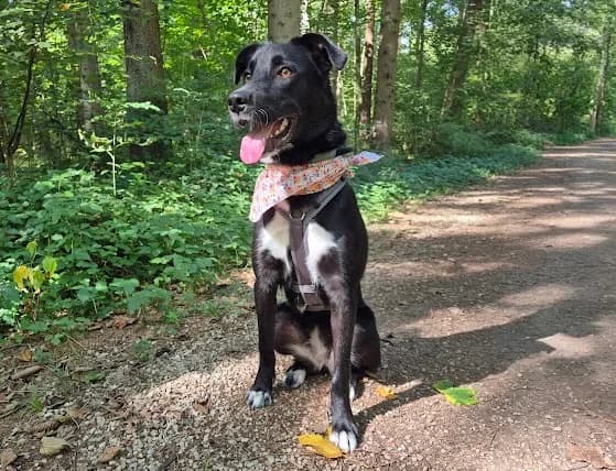 Huggy, female puppy Mixed Breed for adoption at Ein Herz für Streuner e.V., München