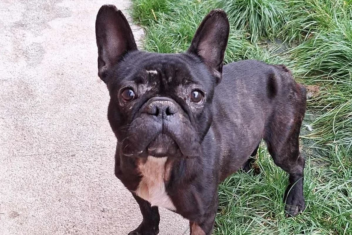 Hugo, male 6yo Mixed Breed for adoption at Ein Herz für Streuner e.V., München