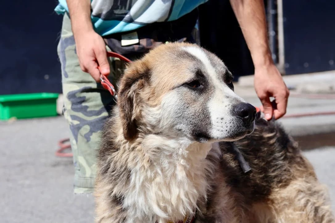 Hugo, male 5yo Mixed Breed for adoption at Ein Herz für Streuner e.V., München