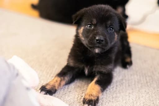 Hugo, male puppy Mixed Breed for adoption at Ein Herz für Streuner e.V., München