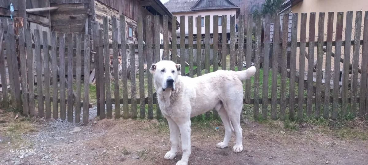 Hugo, male 5yo Mixed Breed for adoption at Ein Herz für Streuner e.V., München
