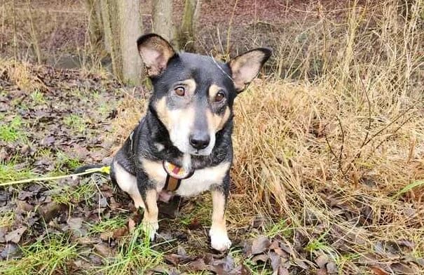 Humla, braun female 6yo Mixed Breed for adoption at Ein Herz für Streuner e.V., München