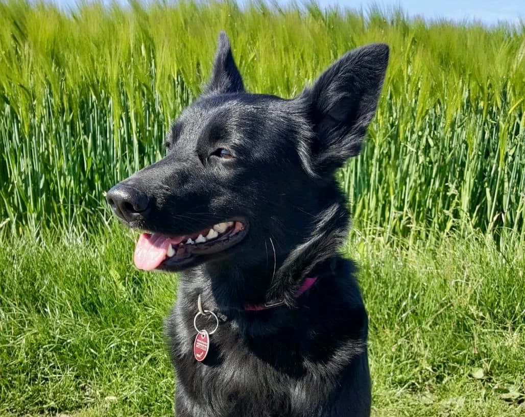 Hummel, female senior Mixed Breed for adoption at Ein Herz für Streuner e.V., München
